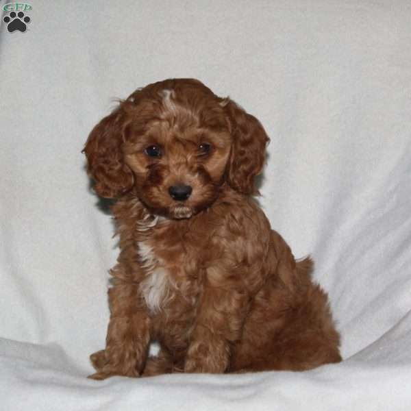 Mr. Sandy, Cockapoo Puppy
